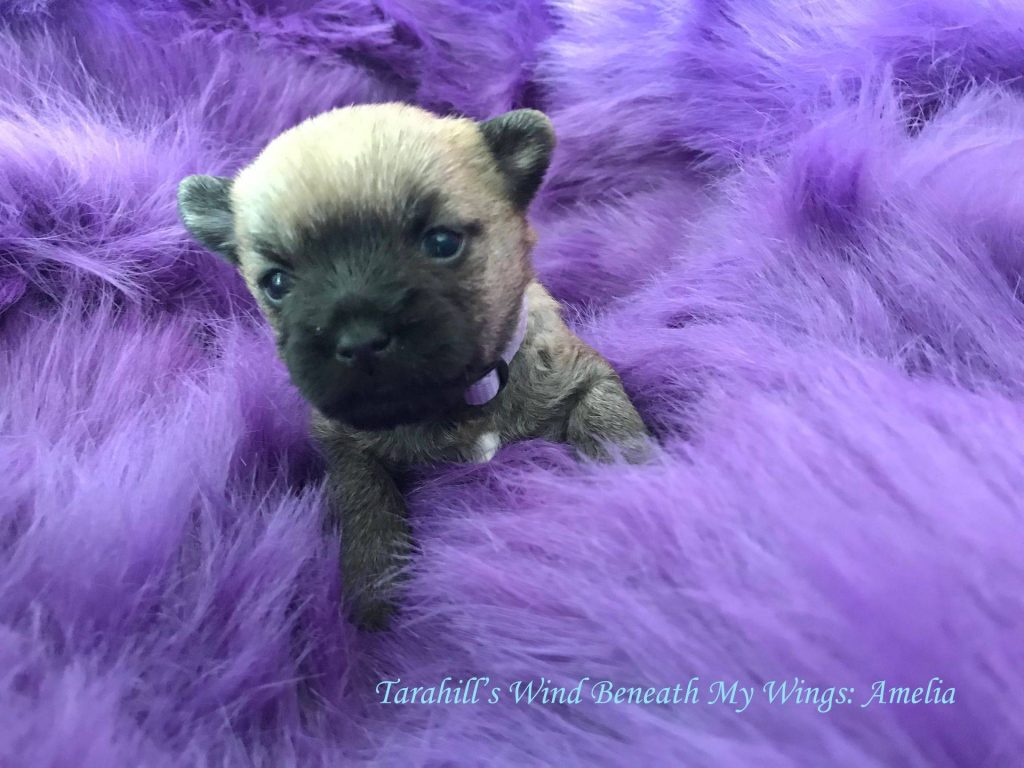 Tarahill Cairn Terrier Puppies Okotoks Alberta Area tarahill-cairn-terrier-puppies-okotoks-alberta-area