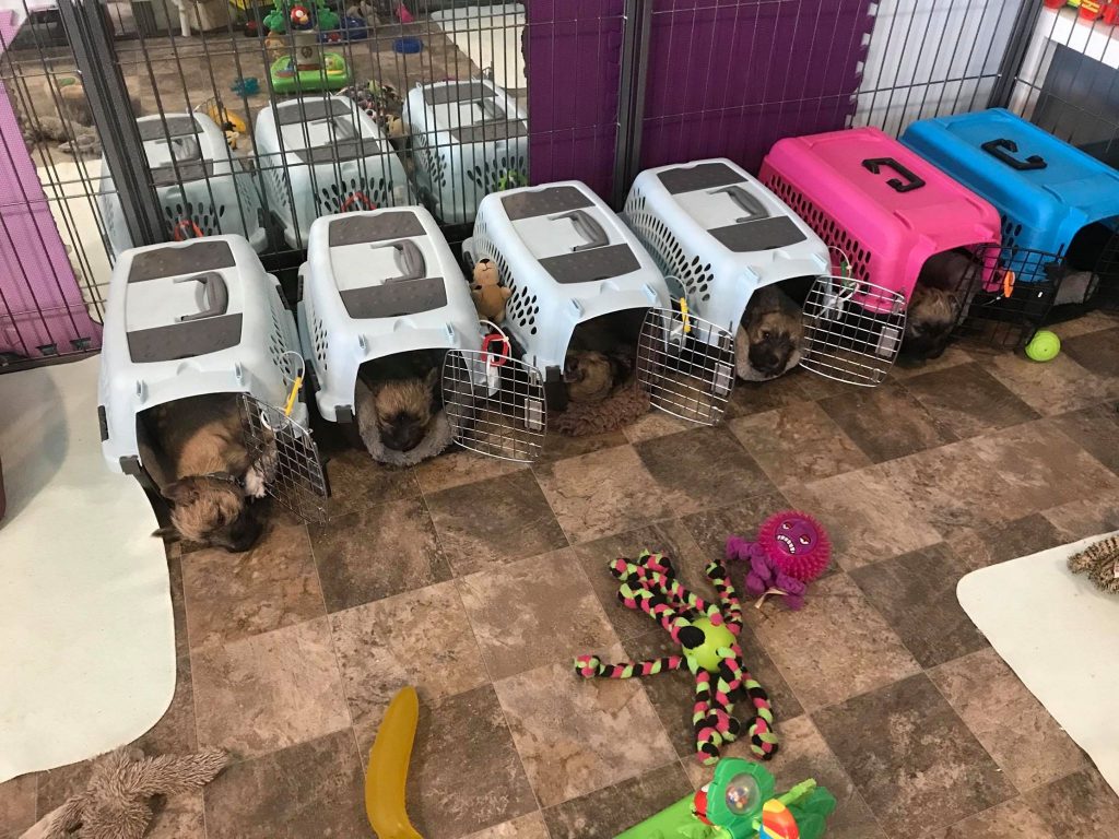 Cairn Terrier Puppies